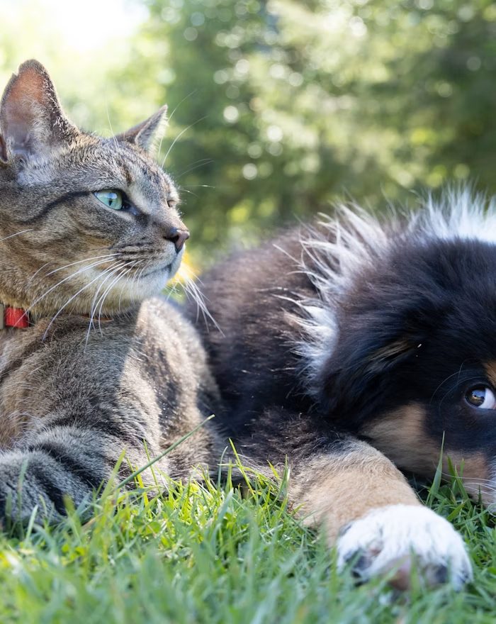 A cat and dog resting together on the grass